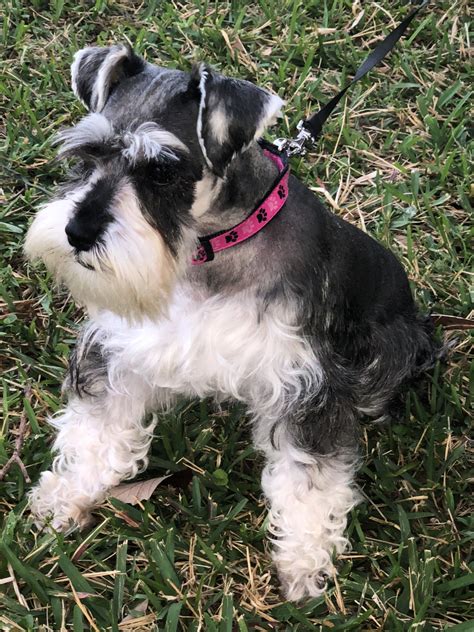 1 female and 4 males left. . Miniature schnauzer for sale florida